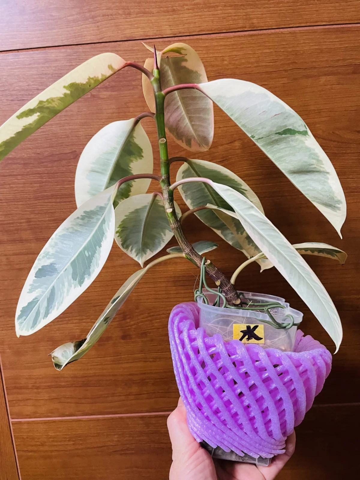 フィカス　ルビー？　100均