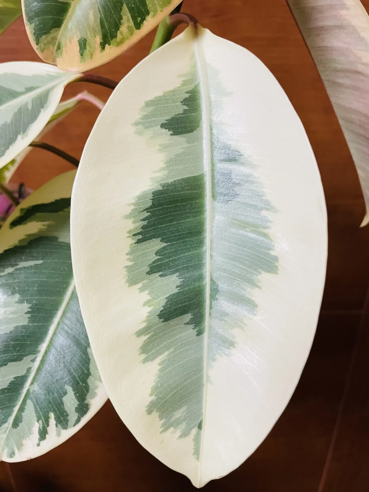 フィカス　ルビー？　100均　白多めの葉