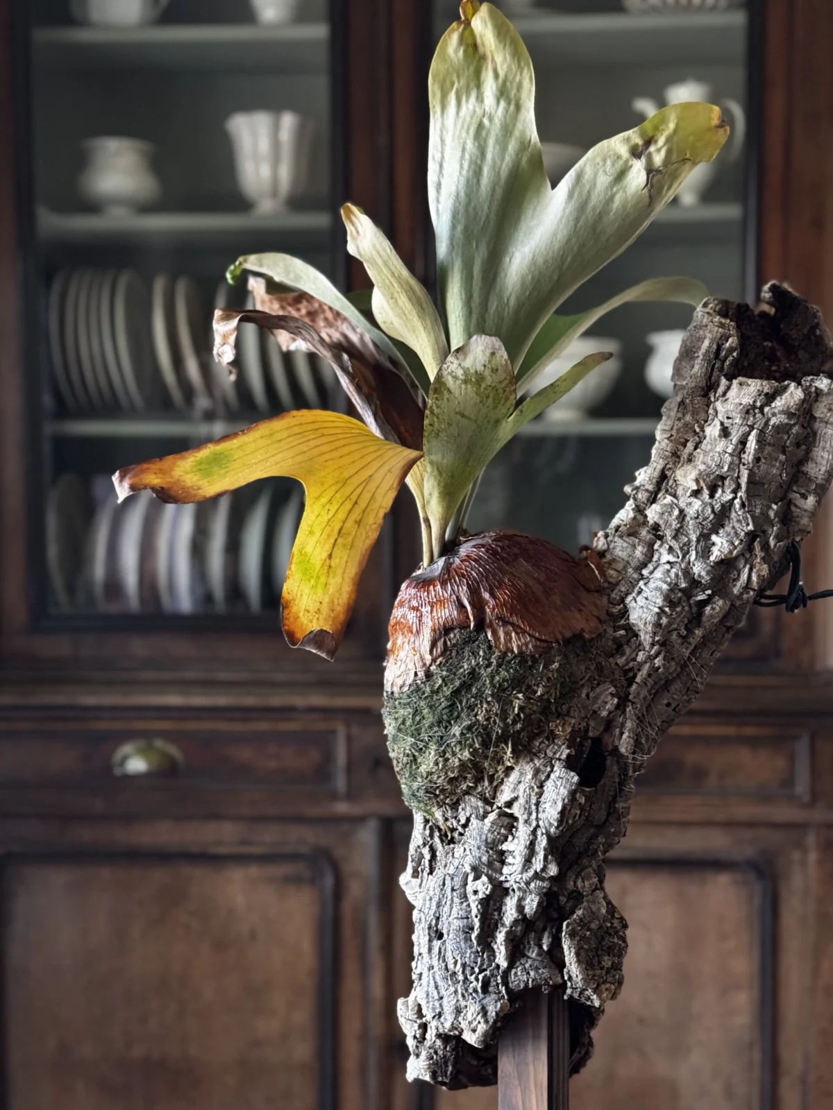 ビカクシダ　エリシー