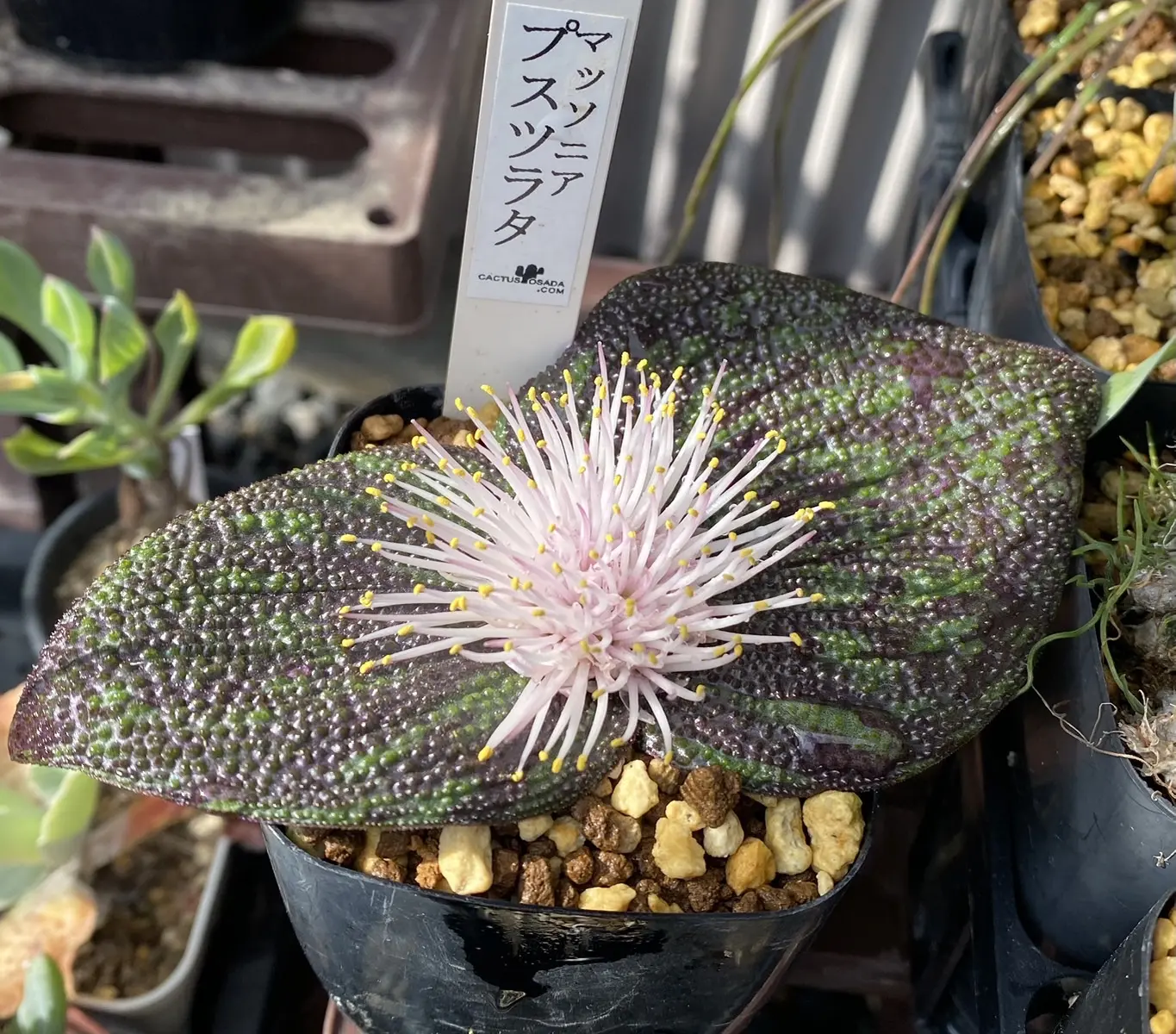 マッソニア　プスツラタ　花