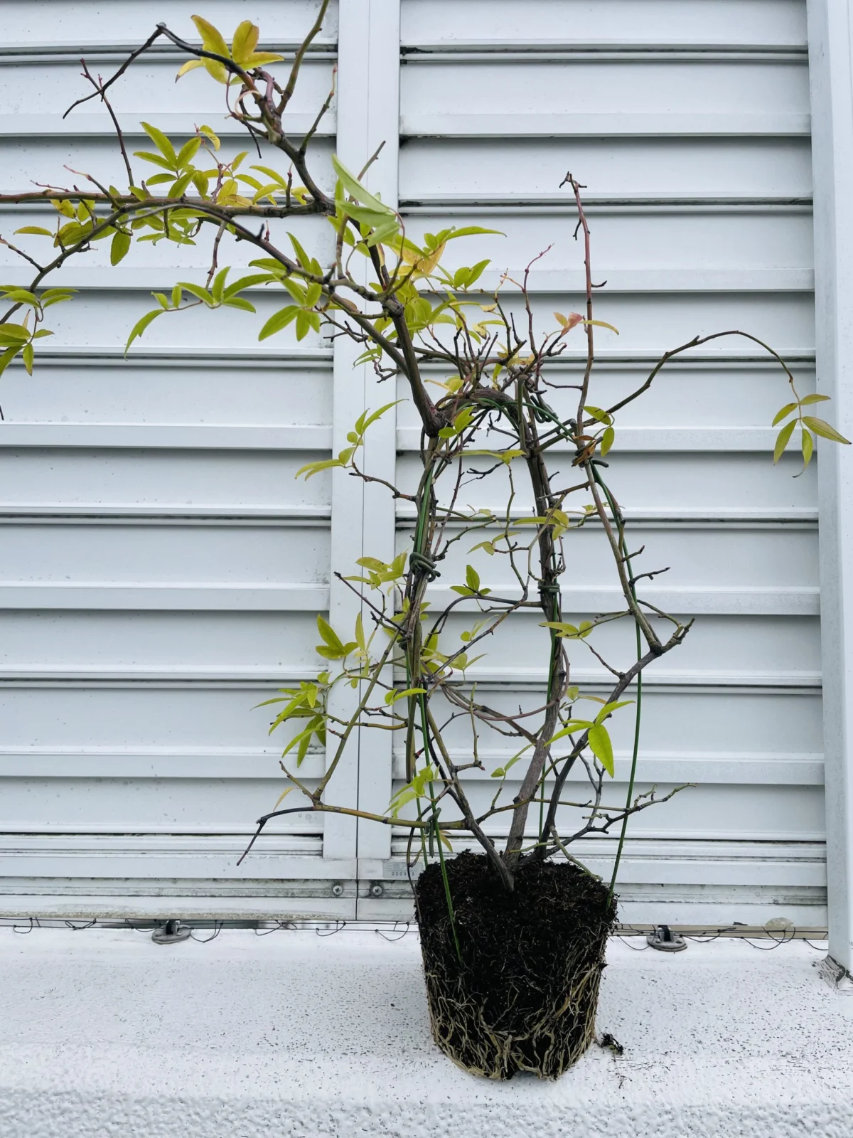 ハーデンベルギア