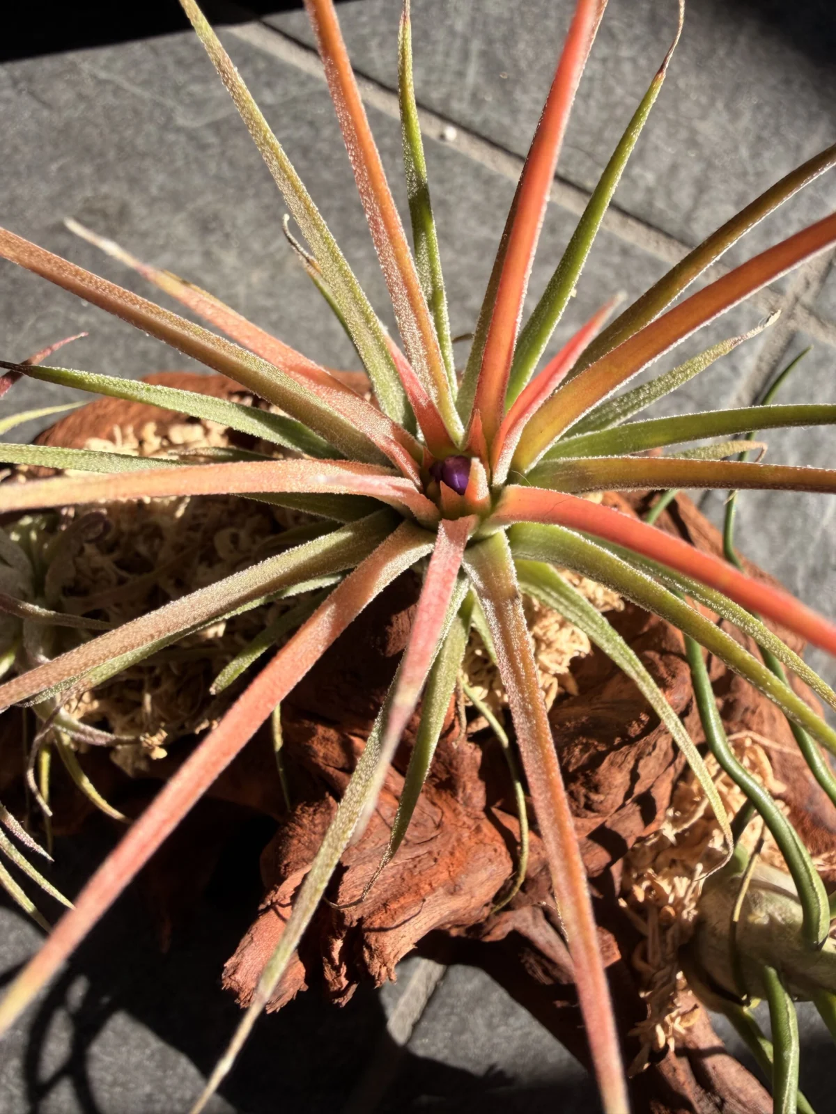 イオナンタ　マルティグラ@村長の直売所