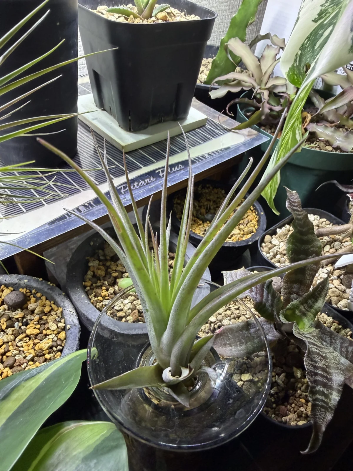 ブラキカウロス