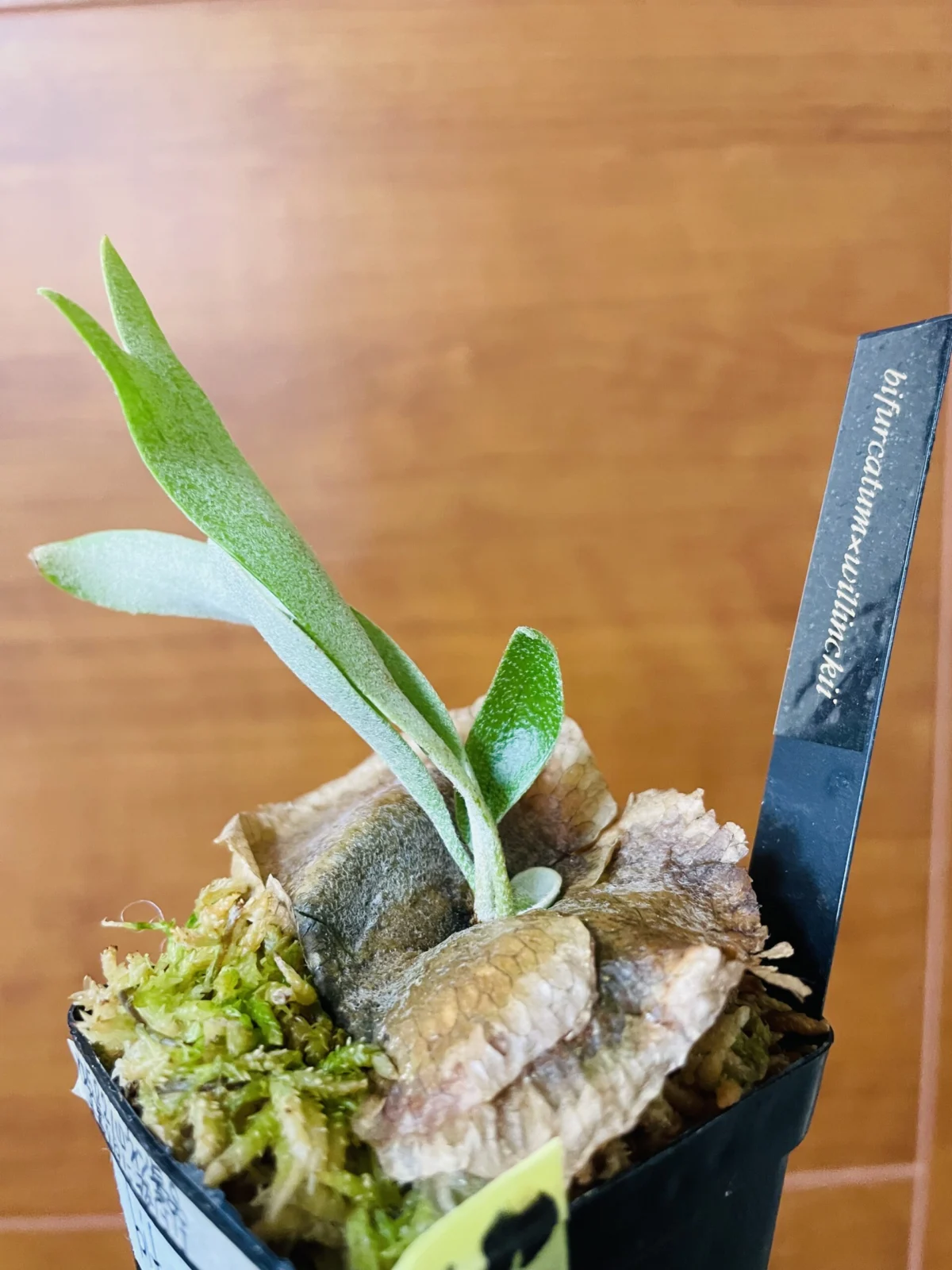 ビカクシダ　ビフルカツム×ウィリンキー　貯水葉