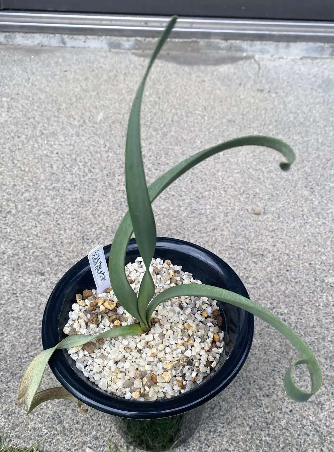 キルタンサス　スピラリス