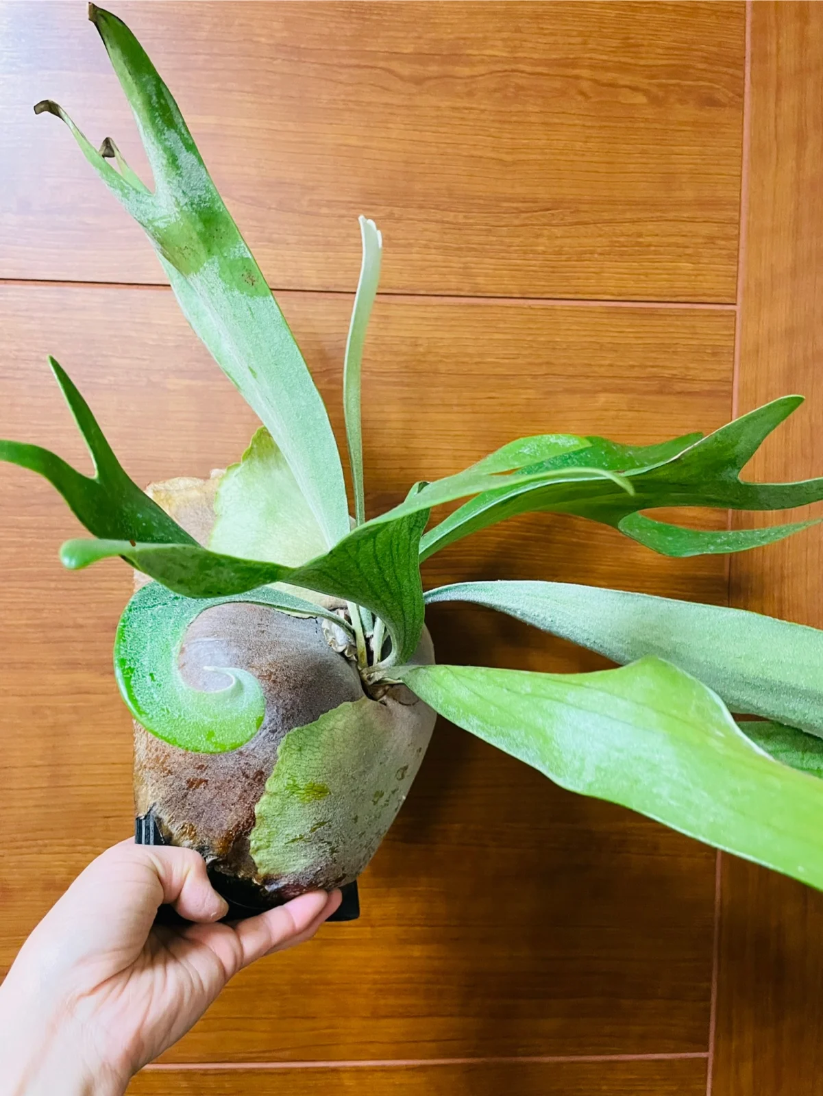 ビカクシダ　札落ち　ネザーランド？　イヤミな胞子葉