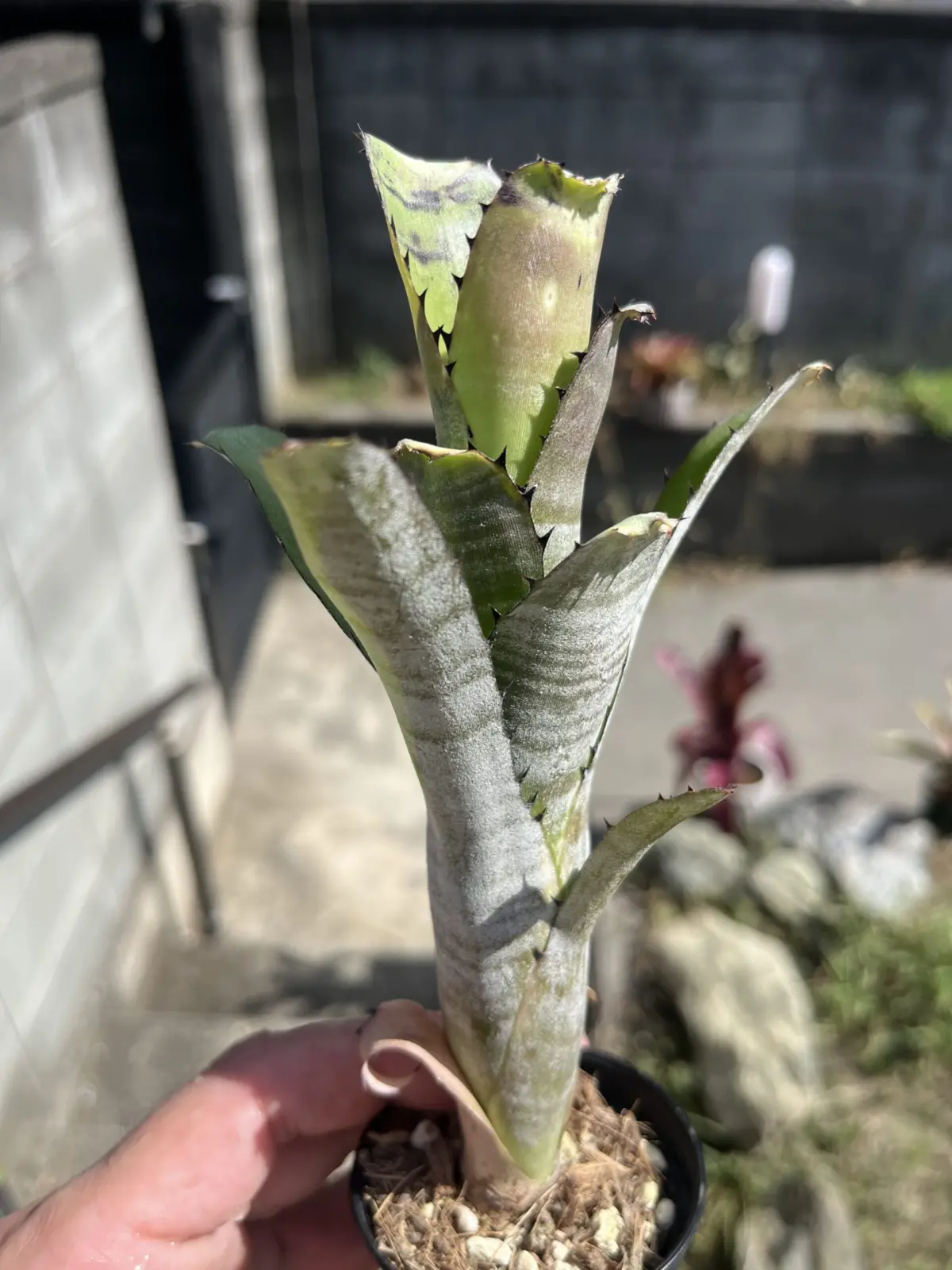 ビルベルギア　カハカイ