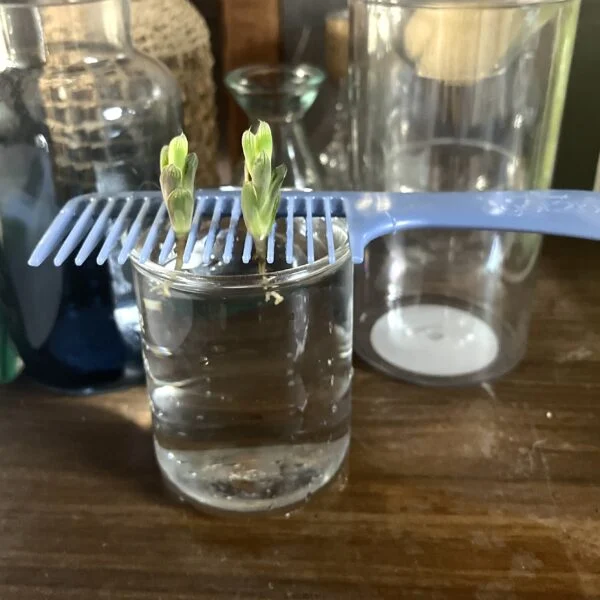 ハオルチア オブツーサ トゥルンカータ