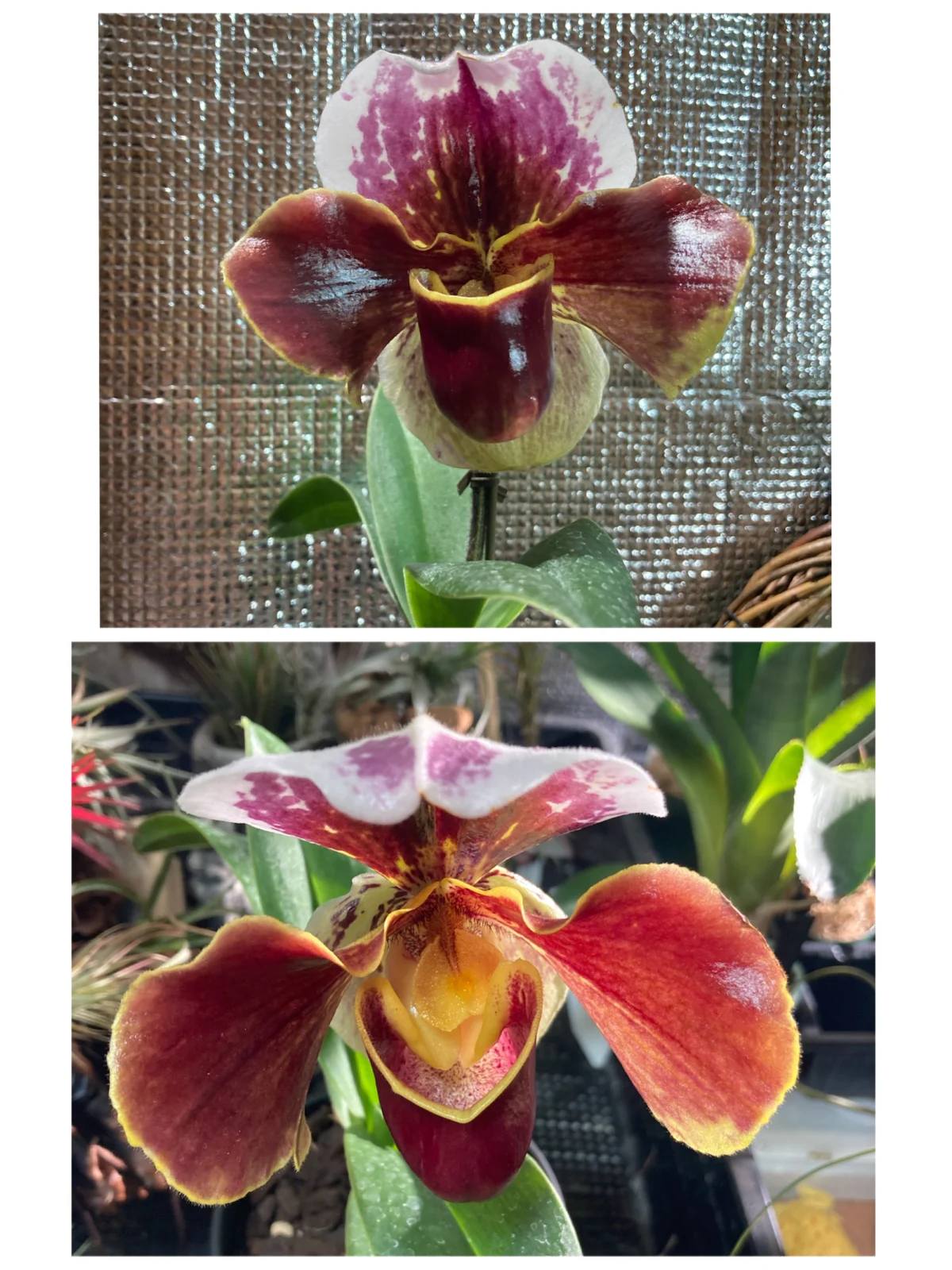 パフィオペディラム