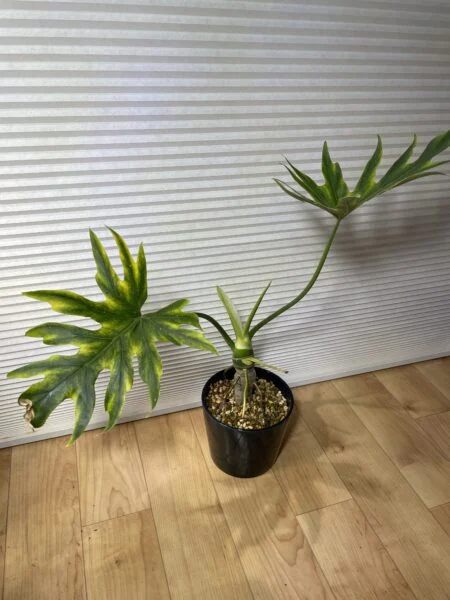 フィロデンドロン　ワルセウィッチー