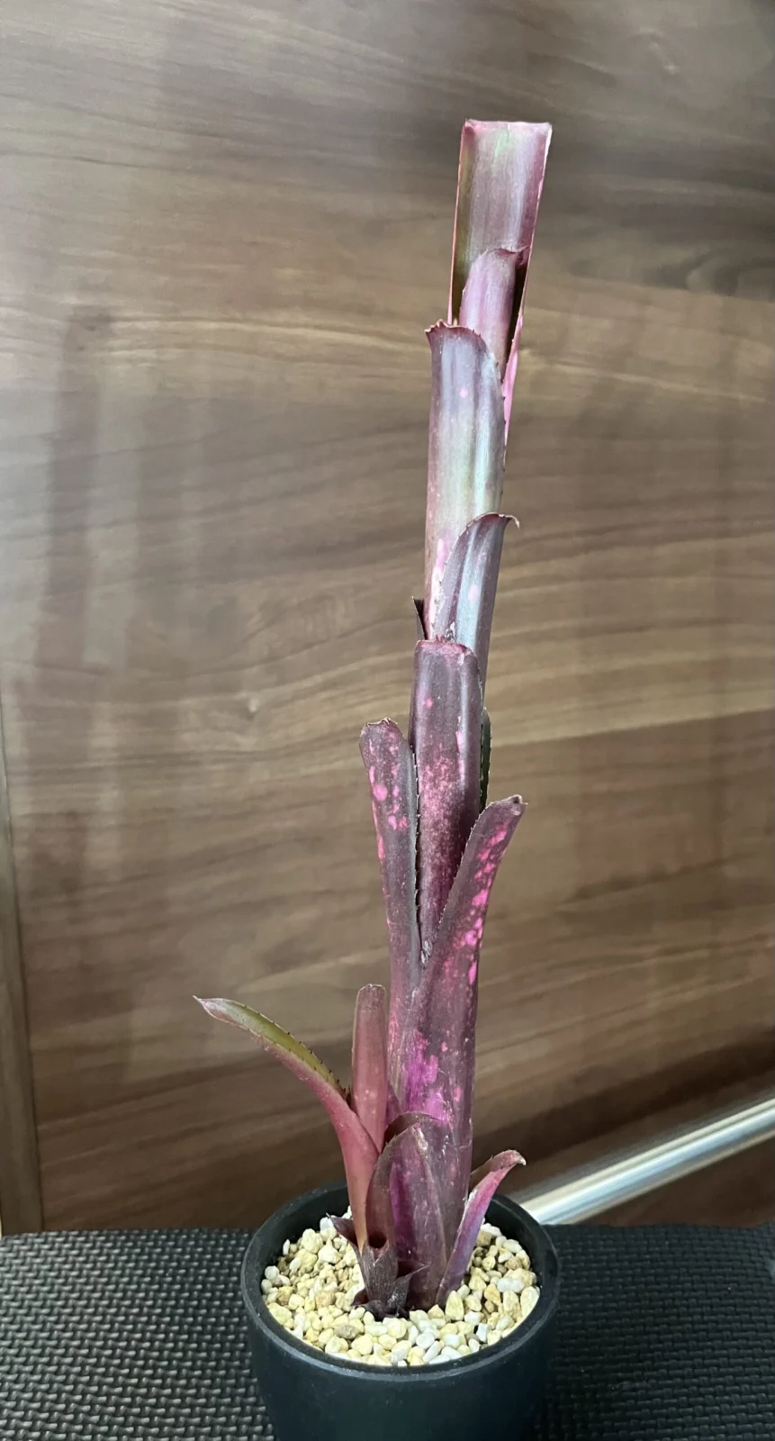 ビルベルギア　ハレルヤ