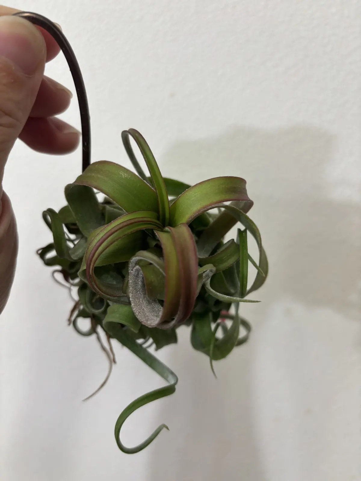 ティランジア　ストレプトフィラ　レッドクローン　シーディング