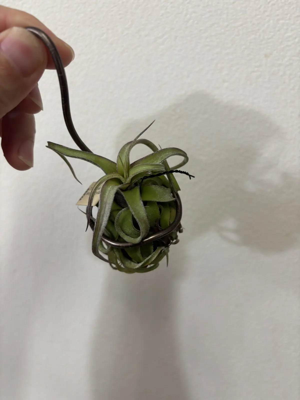 ティランジア　ストレプトフィラ　フロムコロンビア