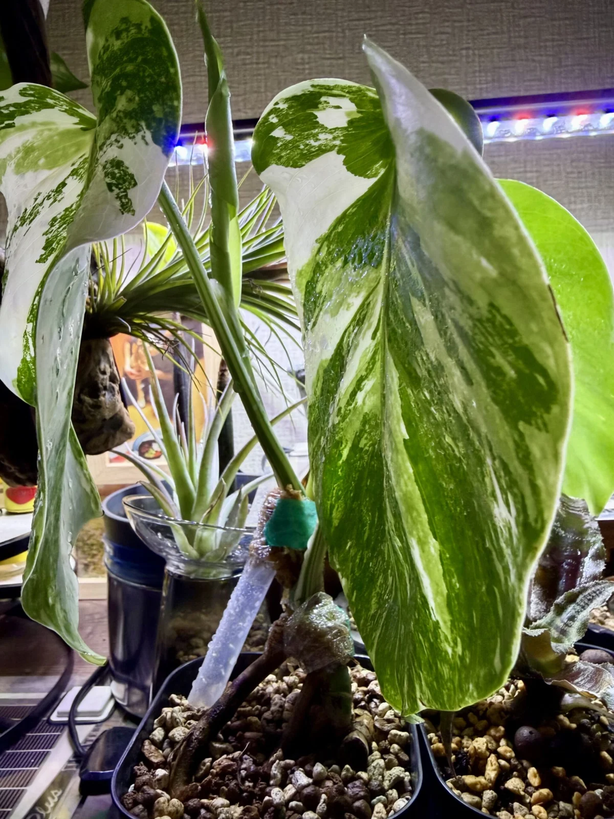 モンステラ　ホワイトタイガー