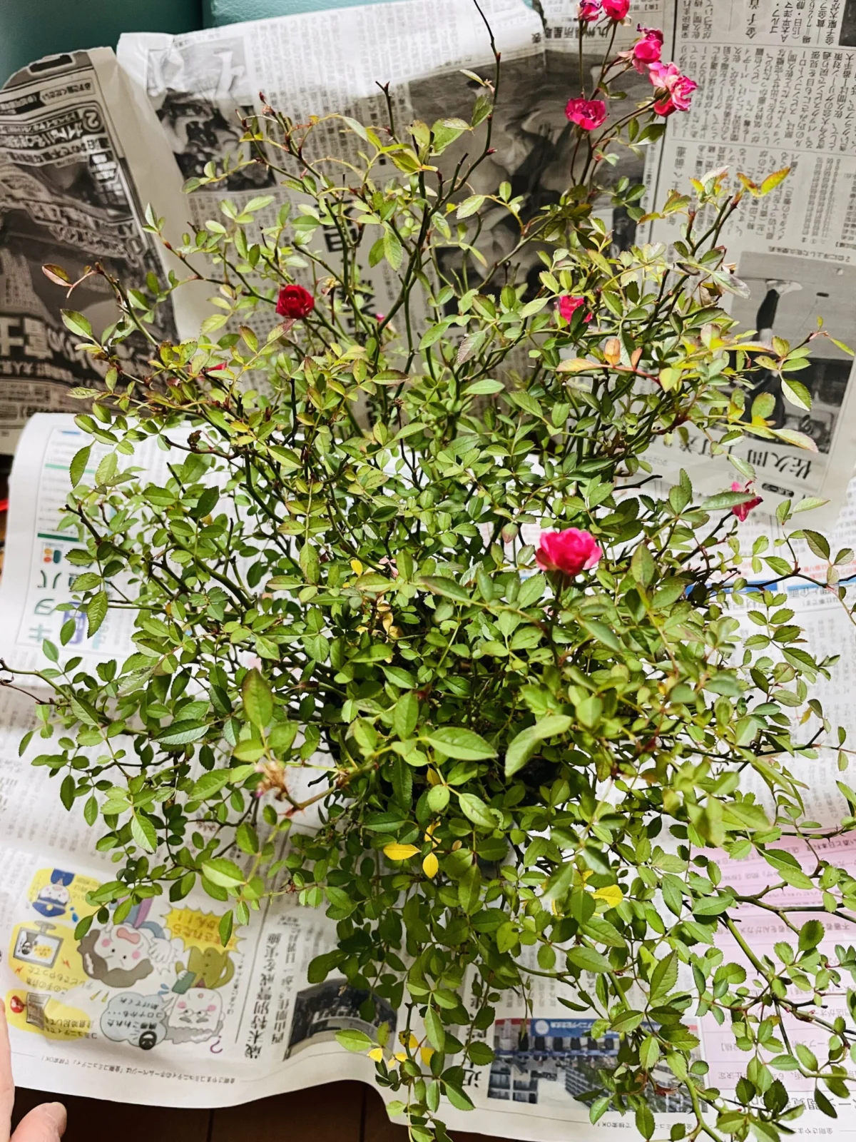 姫バラ　ワンダーファイブ　開花中