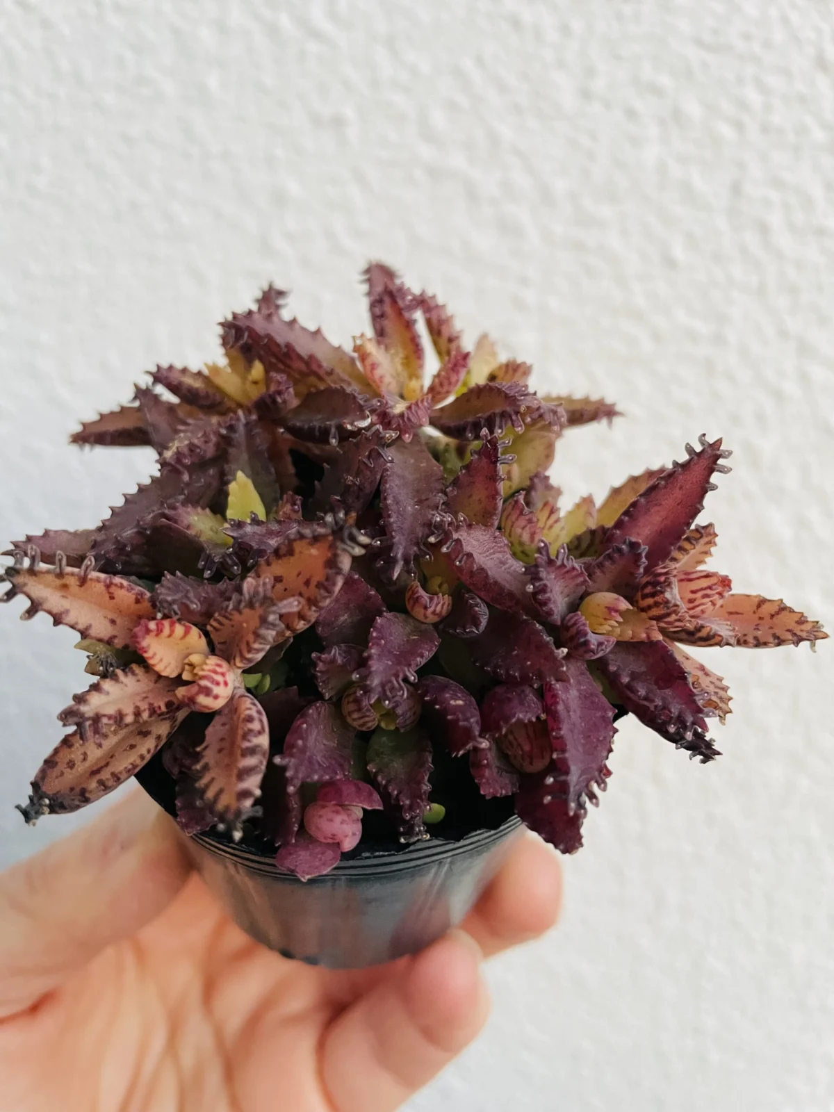 多肉　不死鳥　雪解けの後