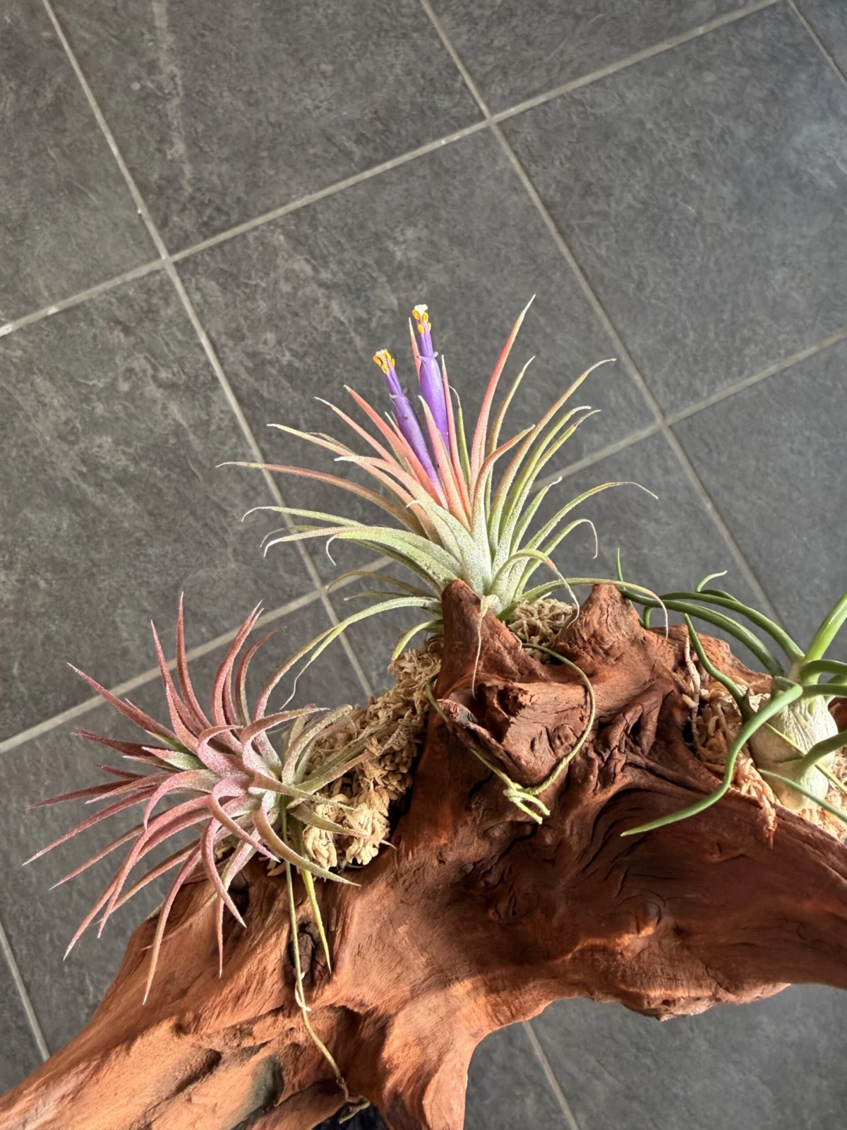 イオナンタ　マルティグラ@村長の直売所