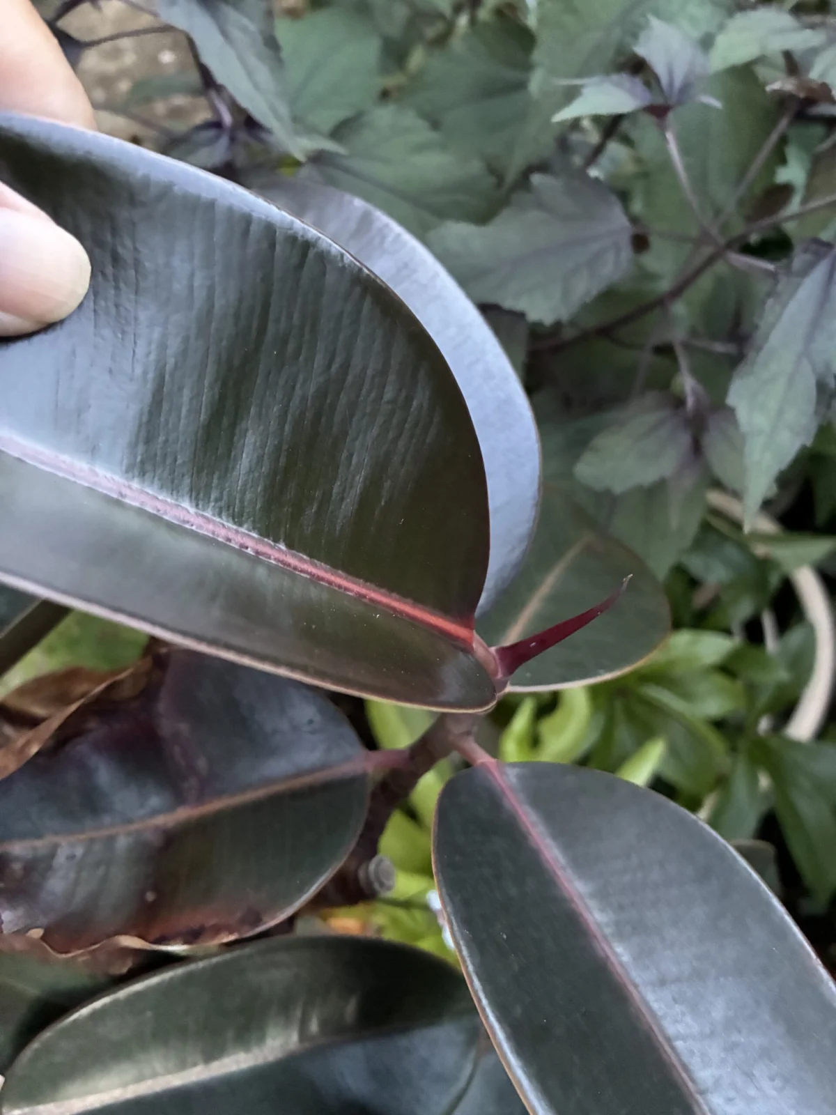フィカス　バーガンディ