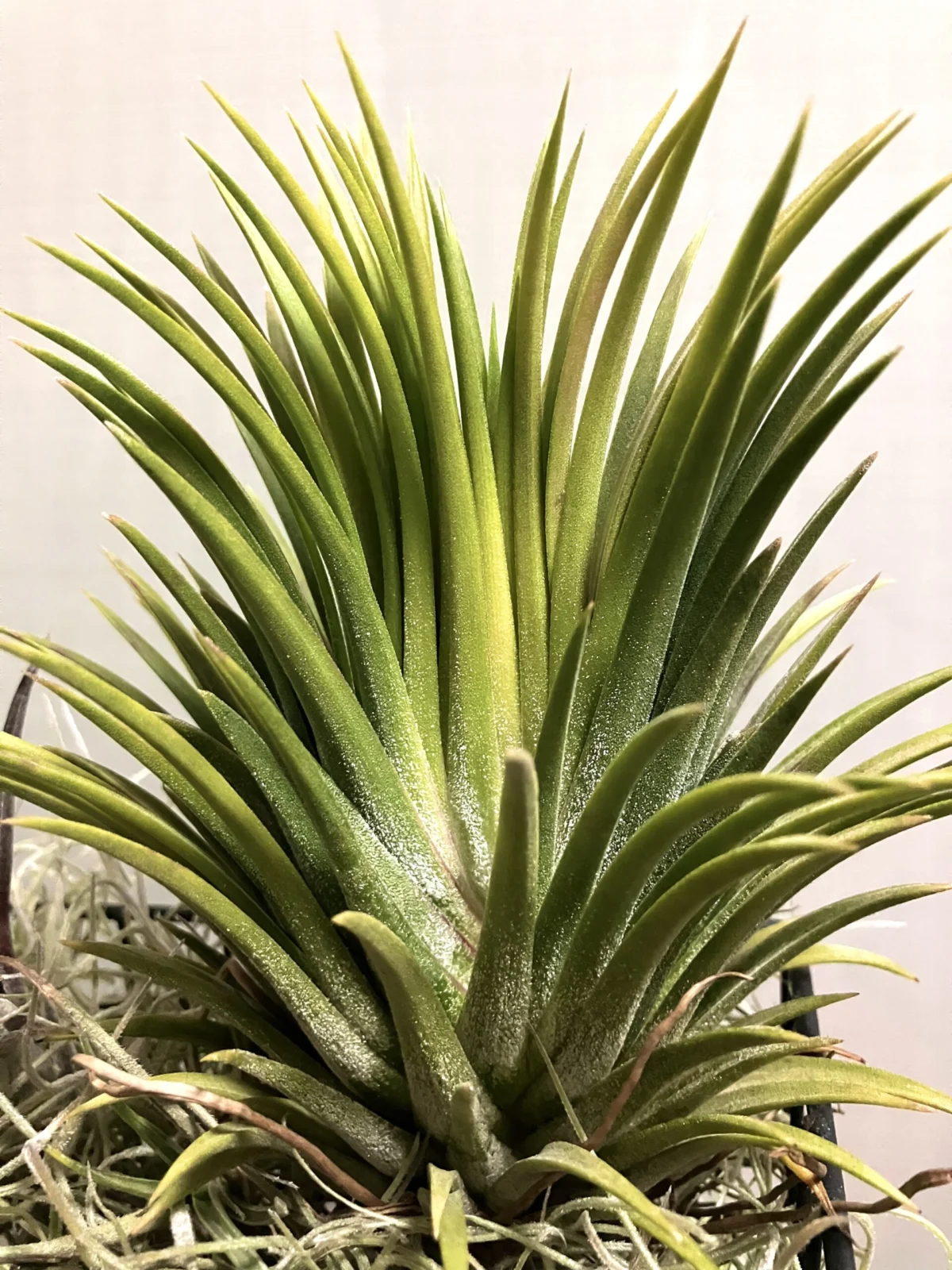 ティランジア イオナンタ ビッグボーイ 変異？