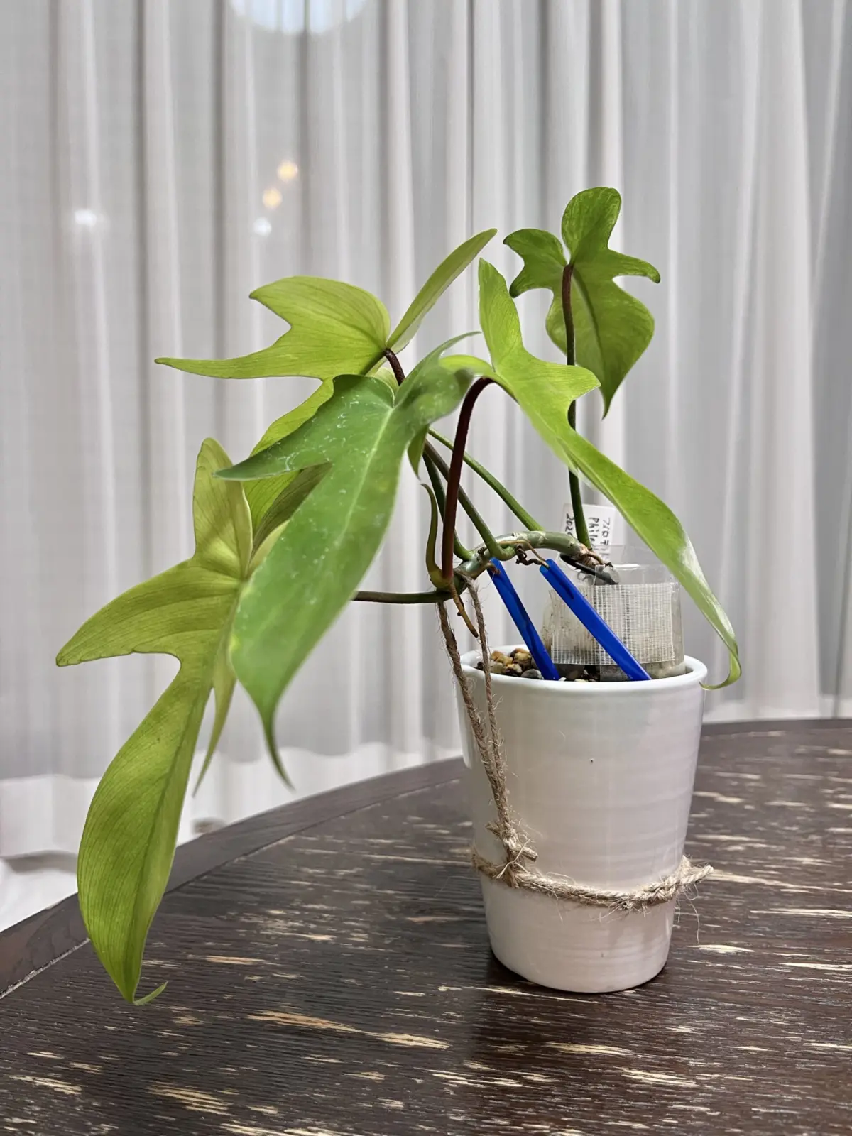 フィロデンドロン フロリダゴースト パルテノン仕立て