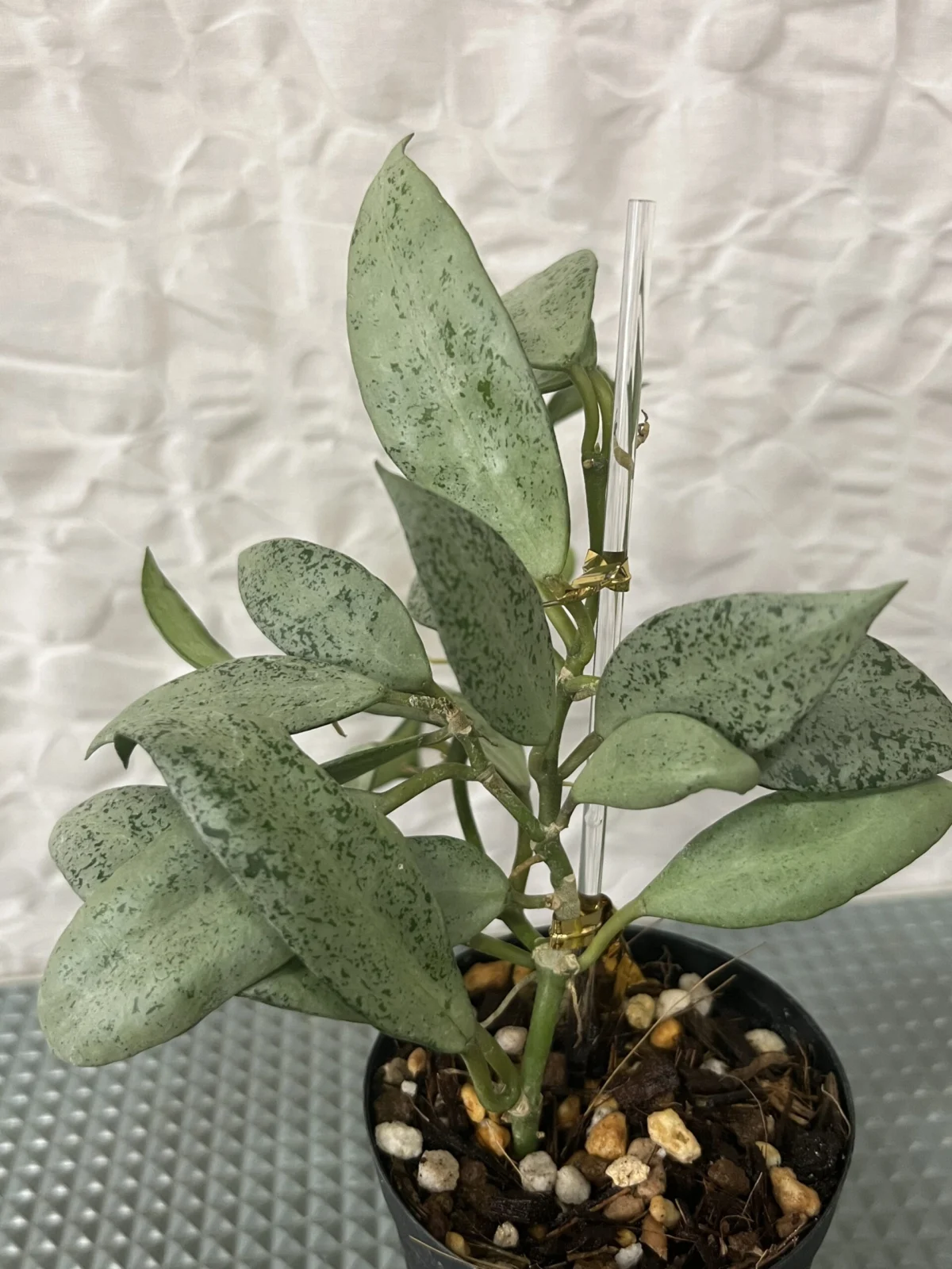 ホヤ　ラクノーサ　ムーンシャイン