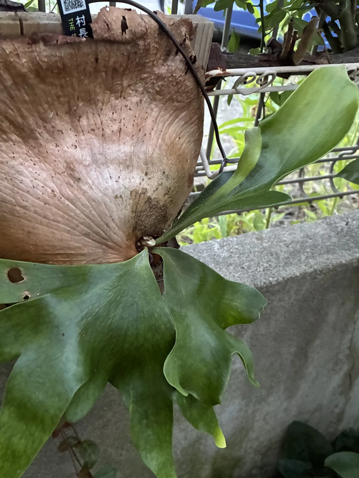ビカクシダ　札落ち
