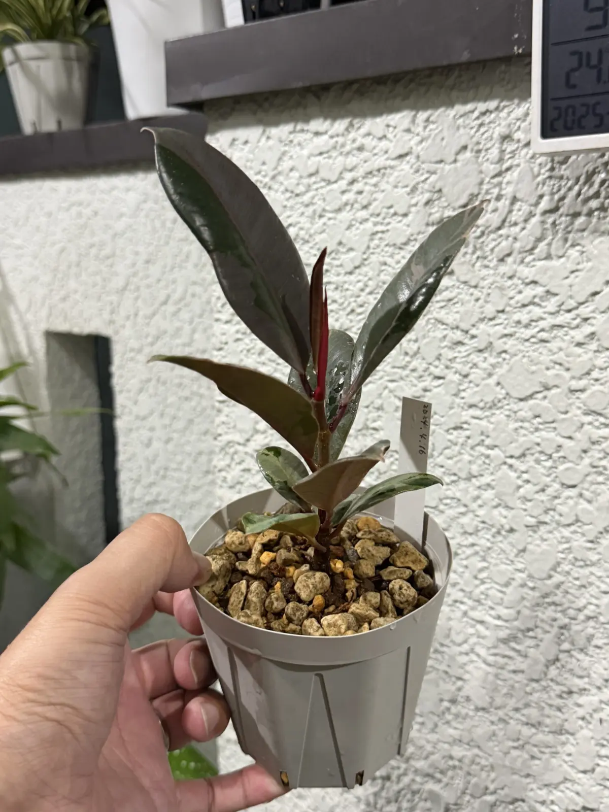 フィカス ブルールビー