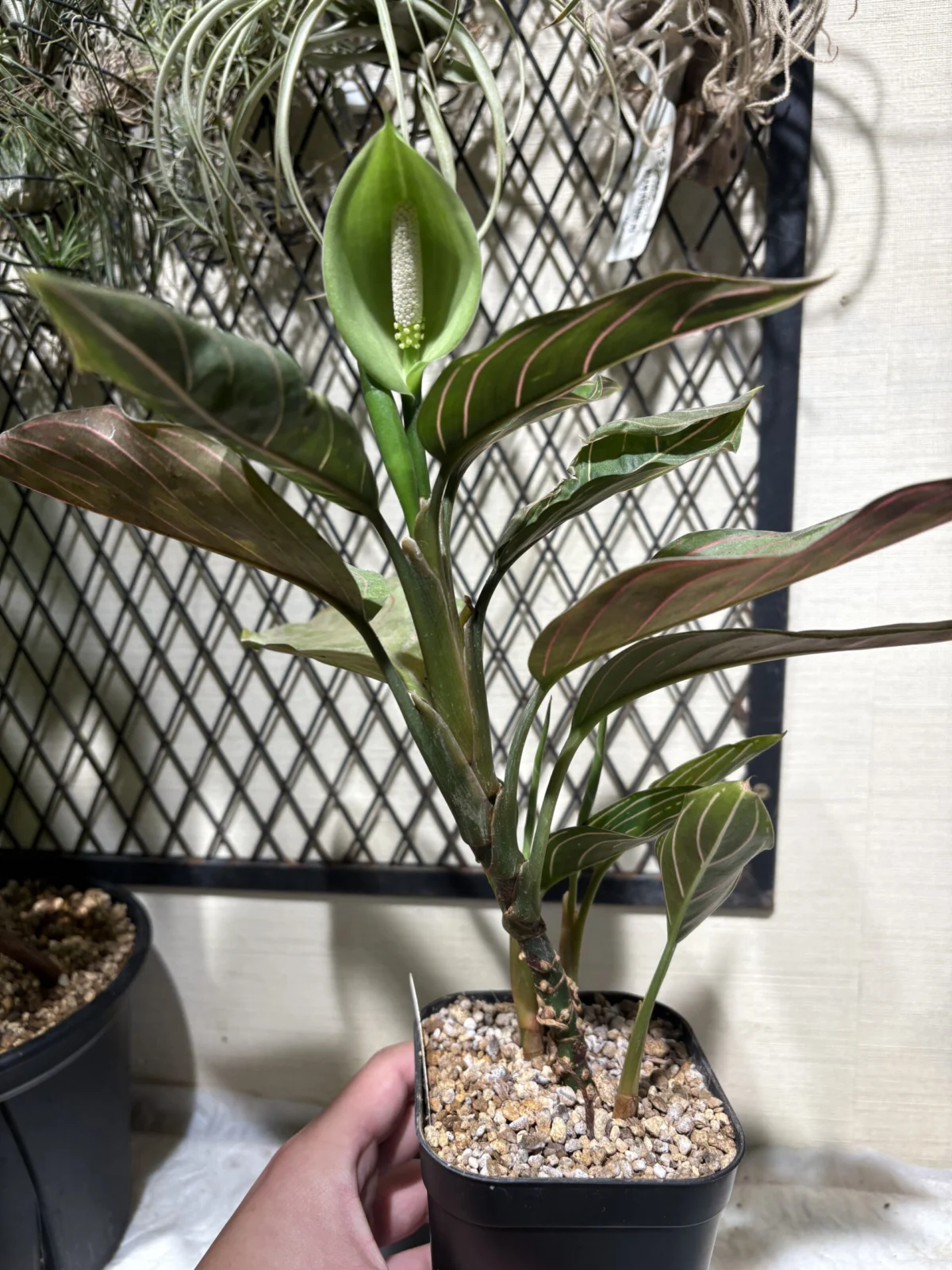 アグラオネマ レッドアーミー