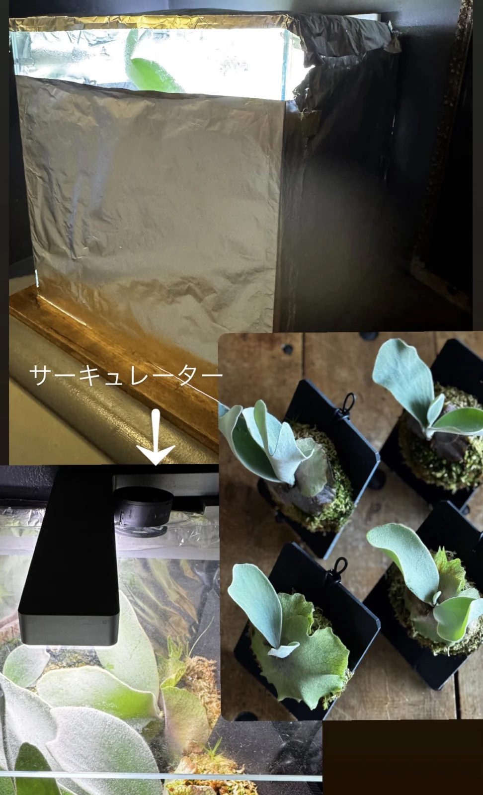 ビカクシダ　胞子培養