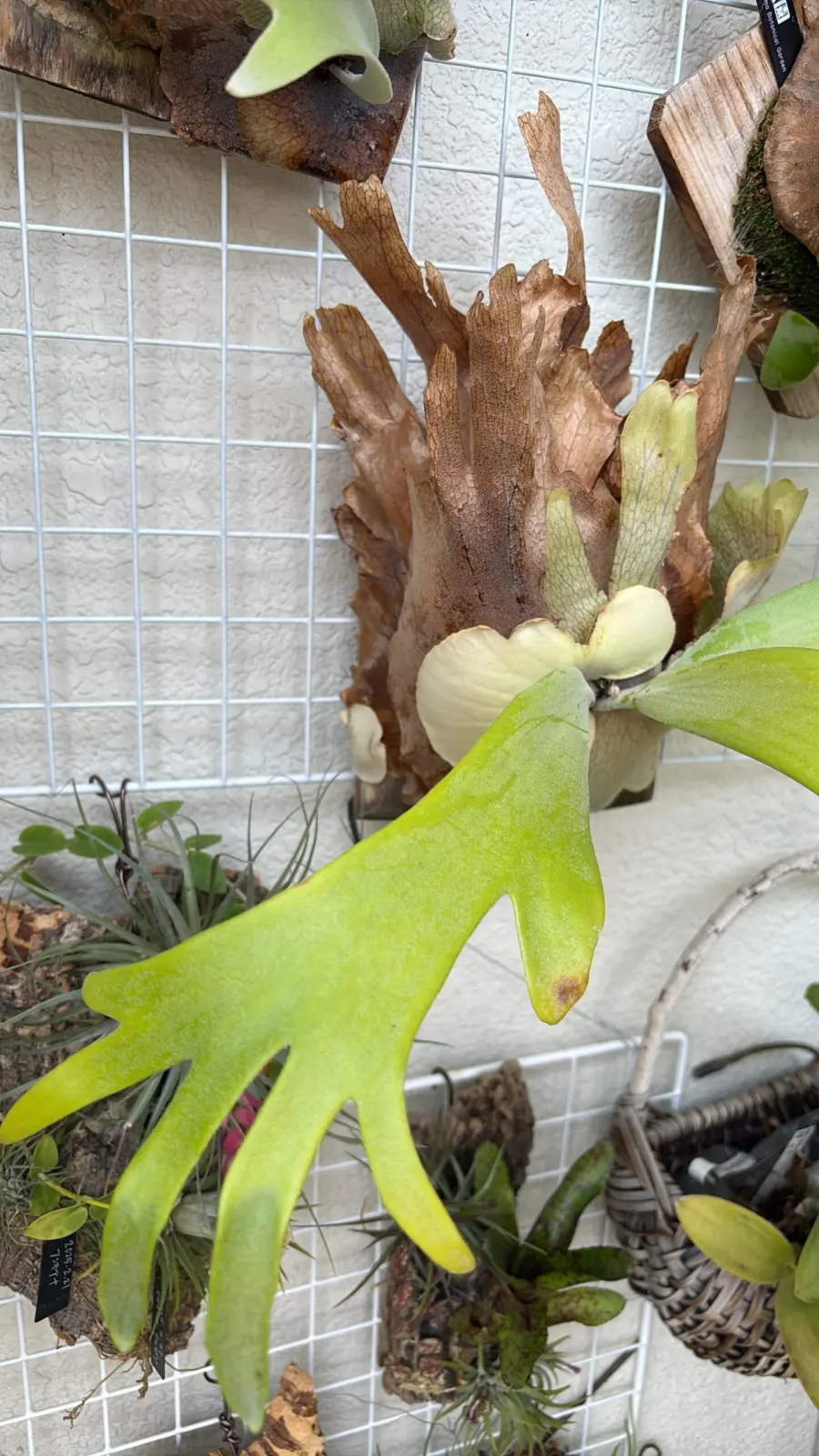 ビカクシダ ウィリンキー 貯水葉が裂ける