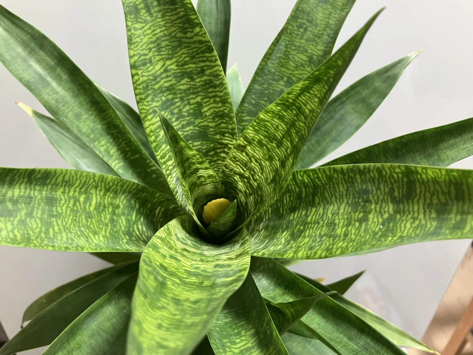 ゴーダエア オスピナエ 花芽