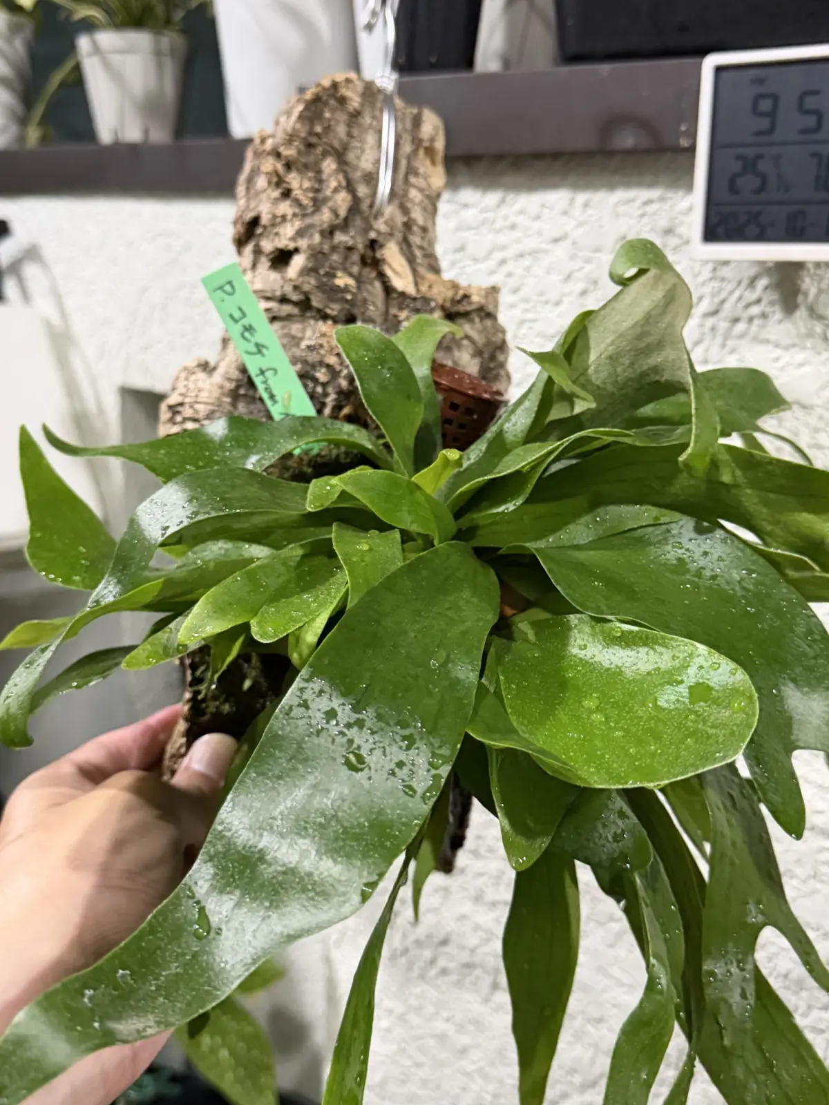 ビカクシダ コモチ