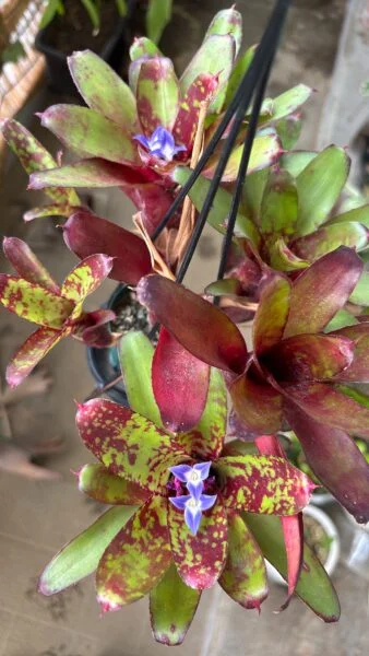 ネオレゲリア　リリープー　花