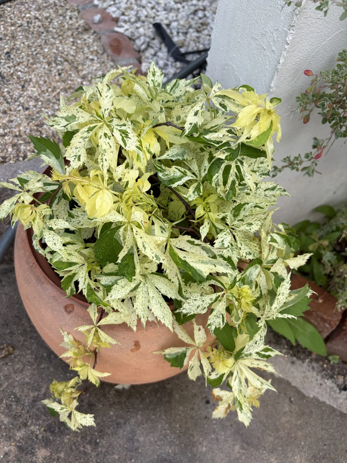 斑入り　アメリカヅタ