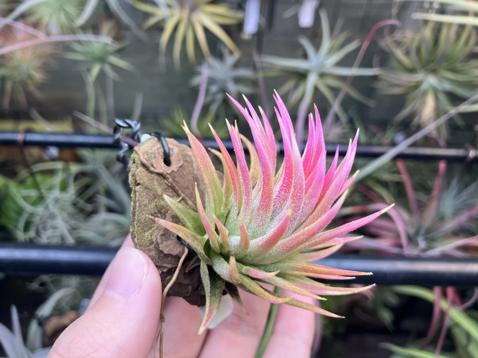 ティランジア イオナンタ アルボマルギナータ