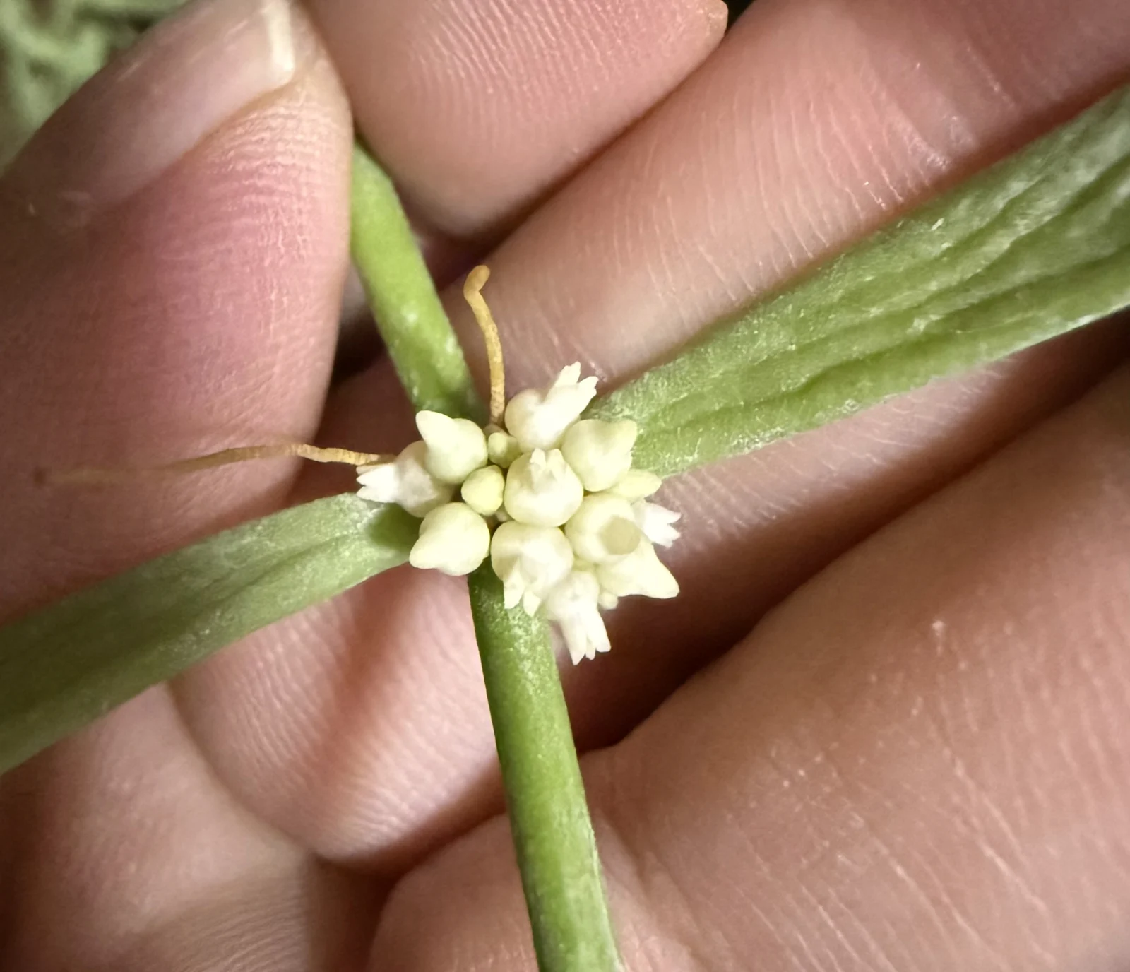 ディスキディア キクエ 開花