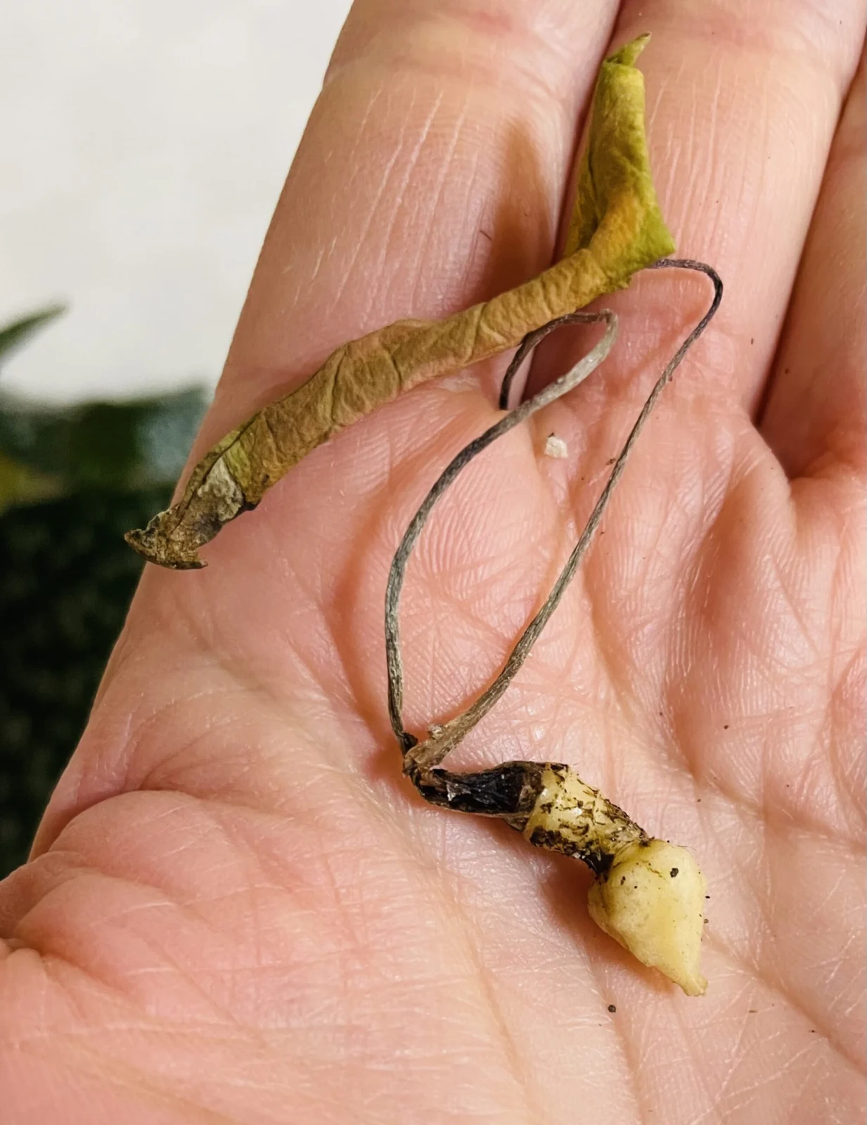 アロカシア スカルプラム 芋