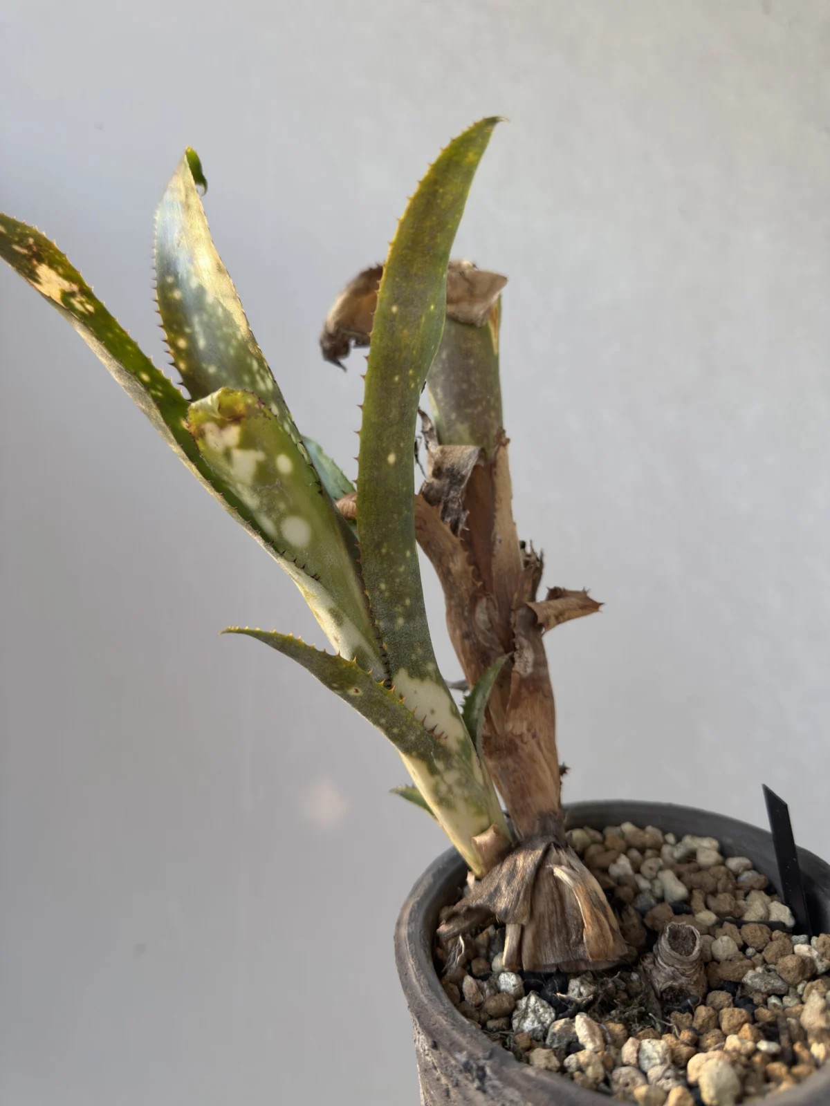 ビルベルギア コールドフュージョン