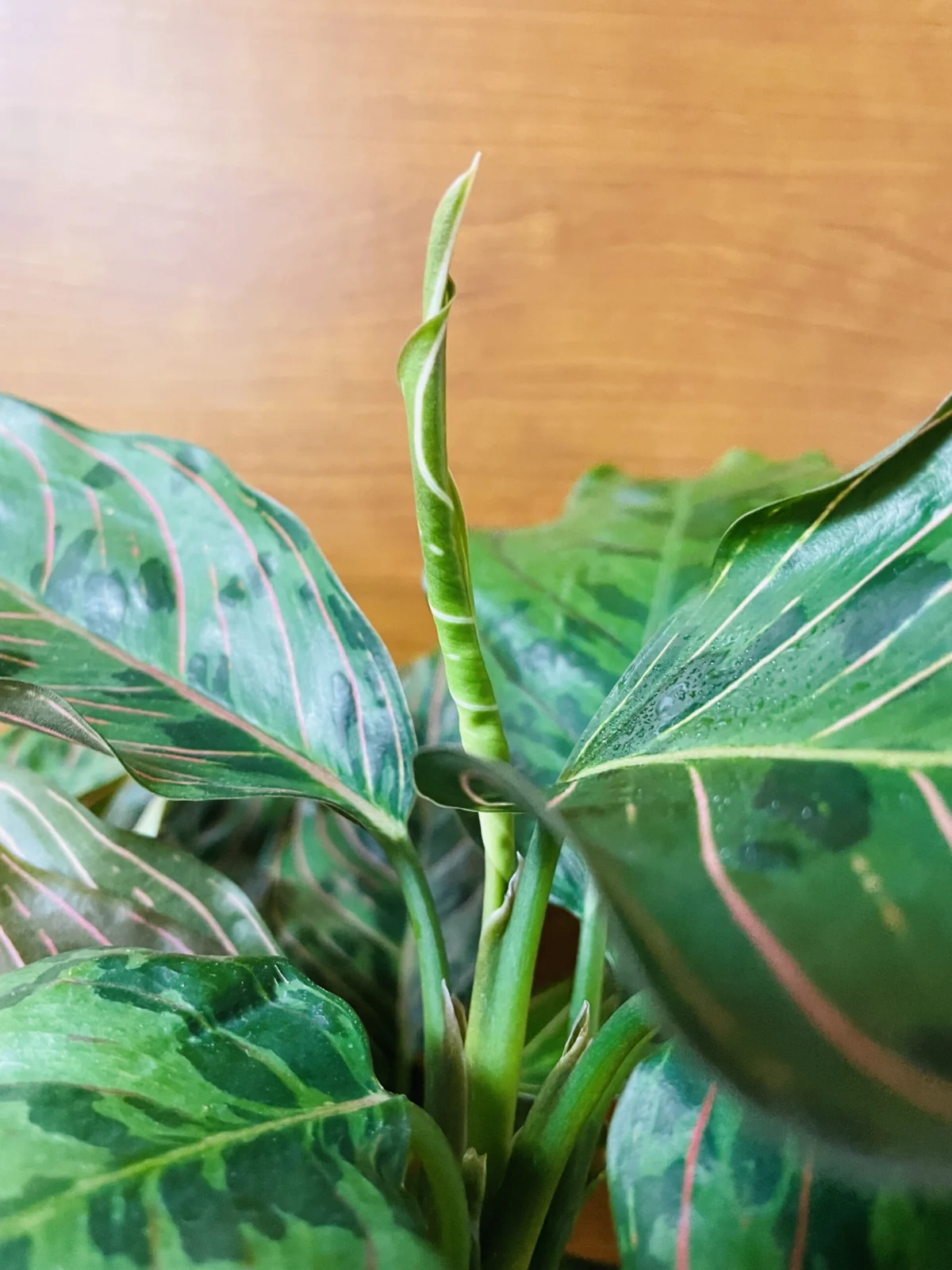 アグラオネマ　レッドアーミー　ドリル