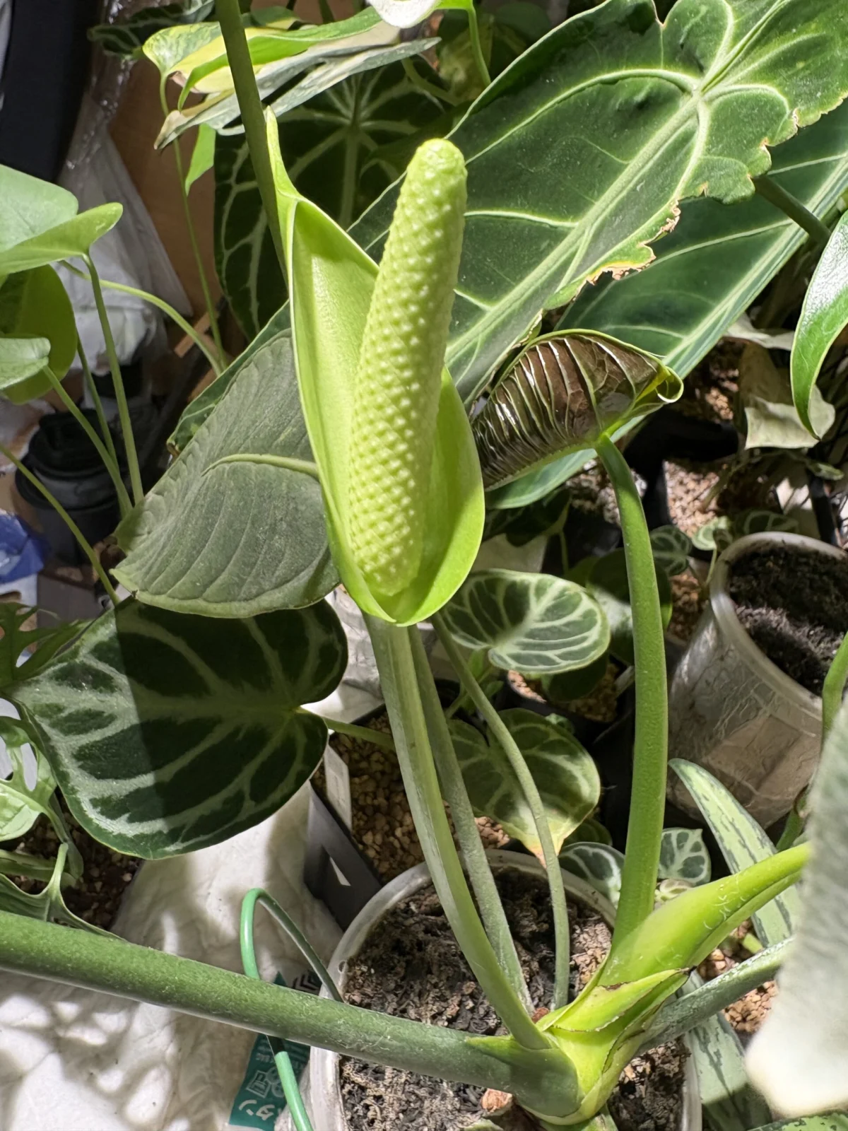 アンスリウム ベイチー