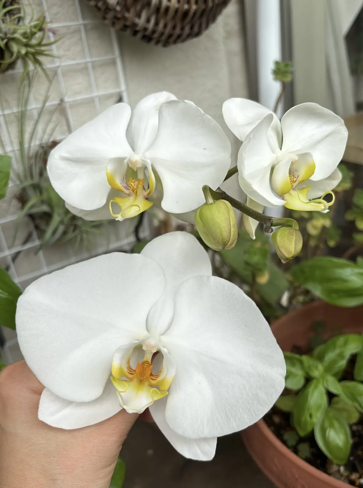 胡蝶蘭 大輪 花