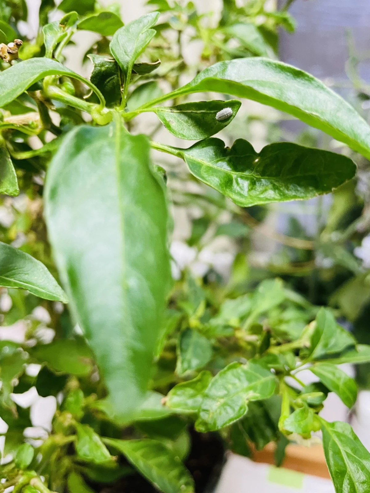 シシトウ　カイガラムシ