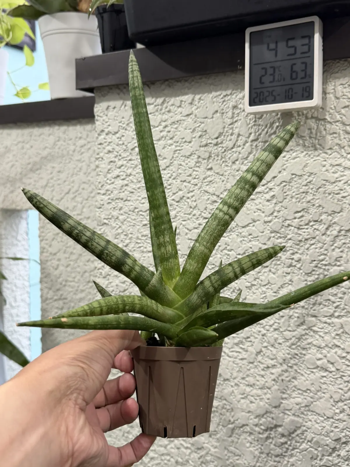 サンセベリア 札落ち