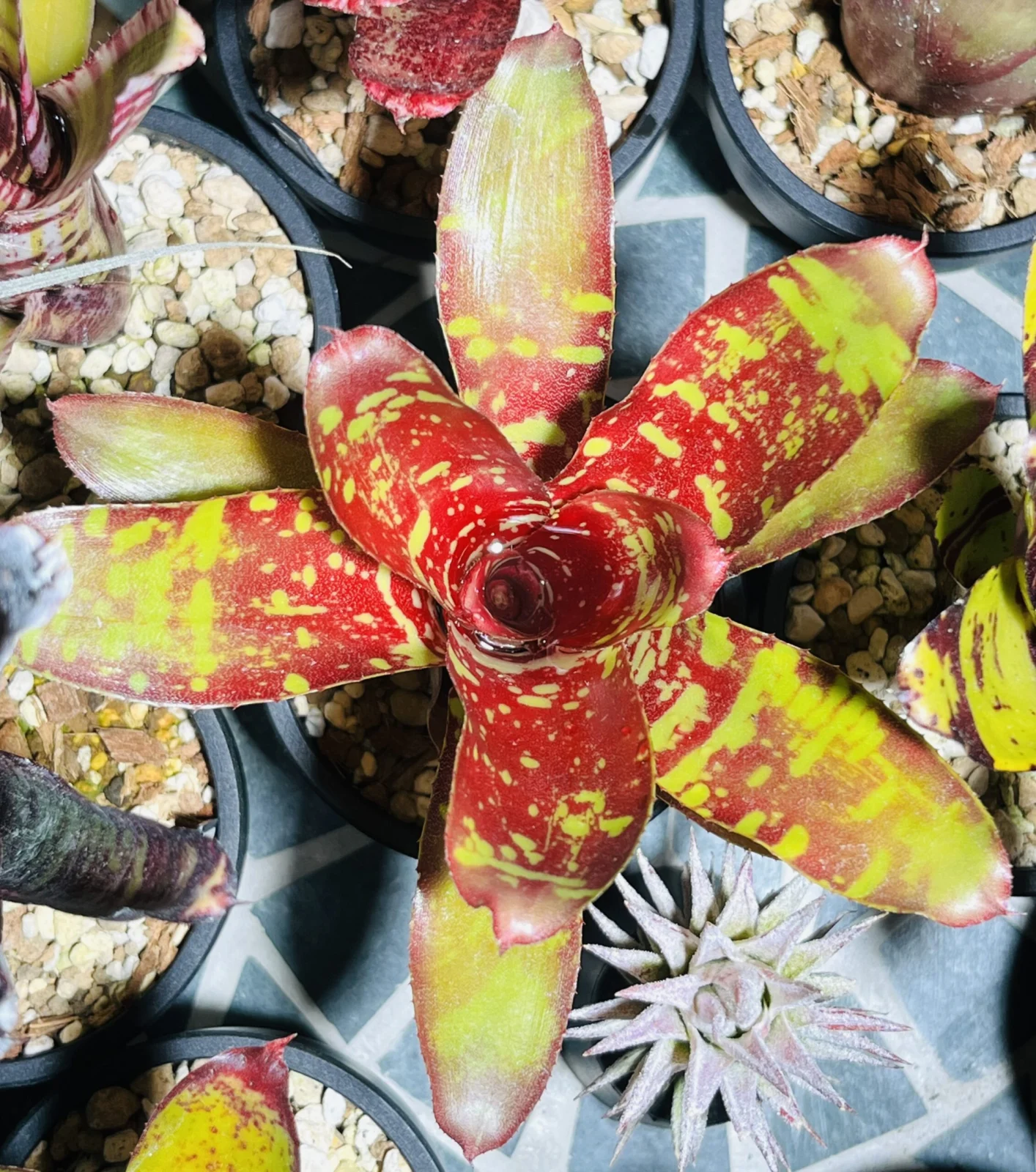 ネオレゲリア　コーラ