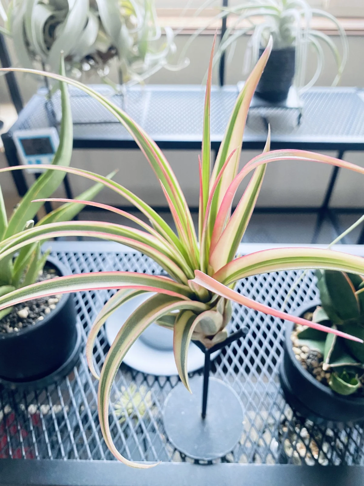 エリックノブロック斑入り