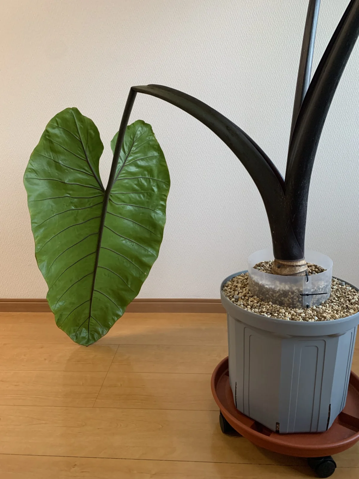 アロカシア　ブラックステム