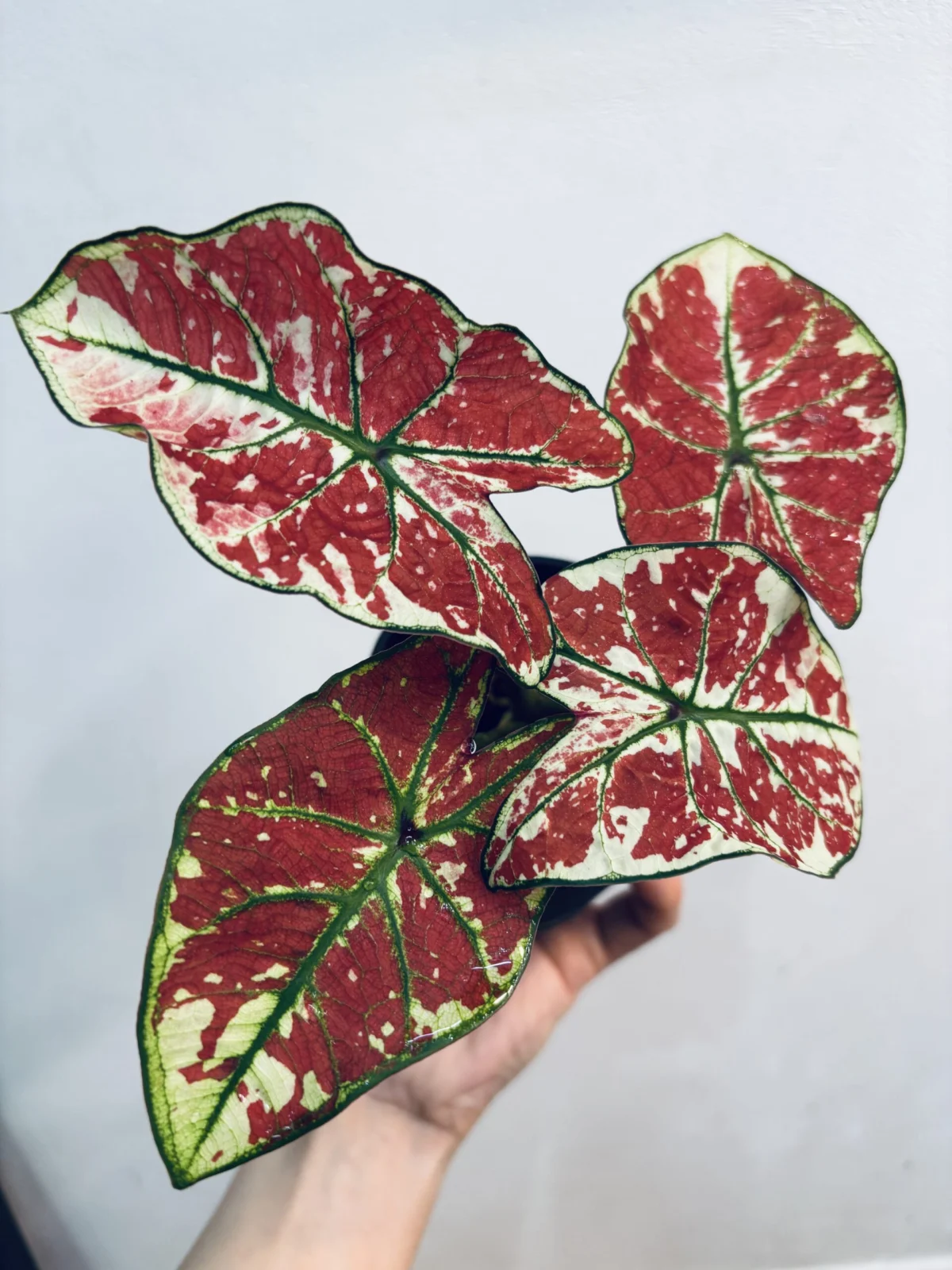 カラジウム ファイヤーフェニックス