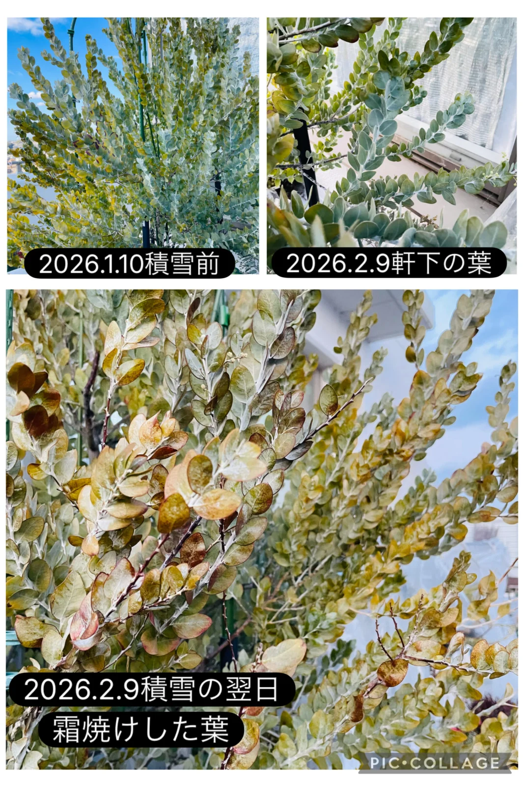 オージープランツ　パールアカシア　霜焼け