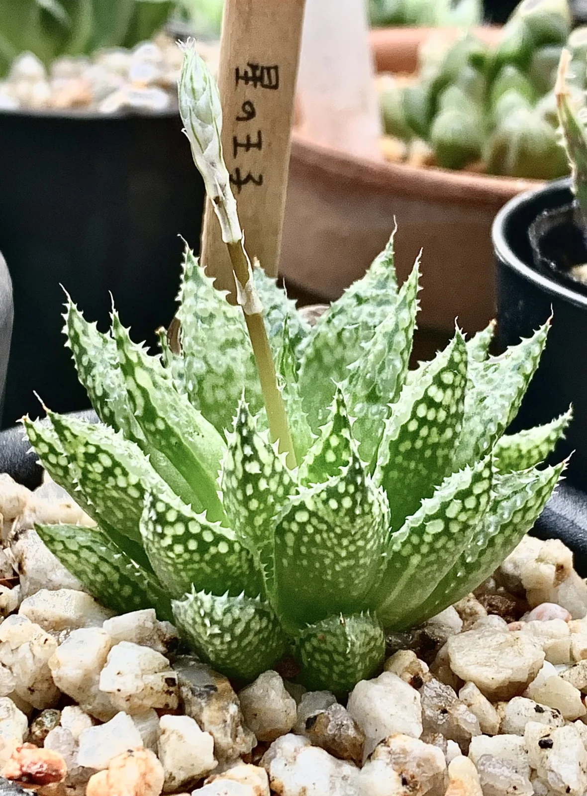 ハオルチア　星の王子