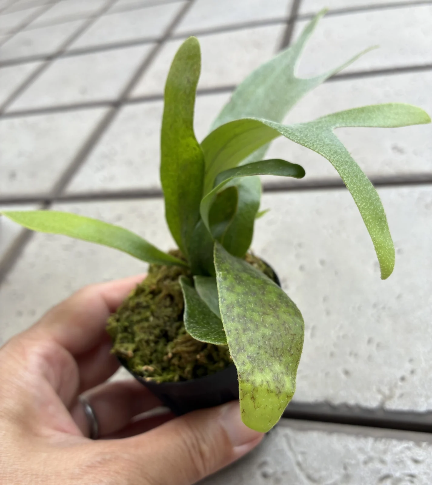 ビカクシダ コモチ 病気?